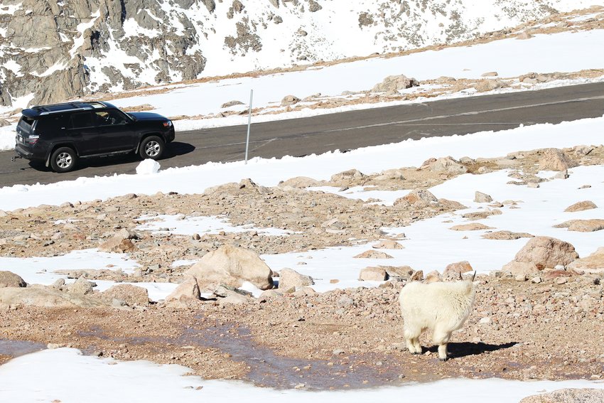 A mountain goat, right, watches a vehicle drive up the final portion of the Mount Evans Scenic Byway on Friday. The highway has been closed to vehicle traffic since September 2019, as it didn't reopen last summer because of the pandemic.