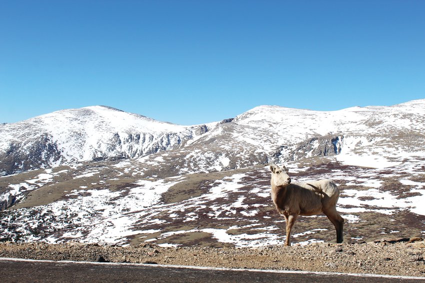 An adolescent bighorn sheep stands along the Mount Evans Scenic Byway Friday morning.