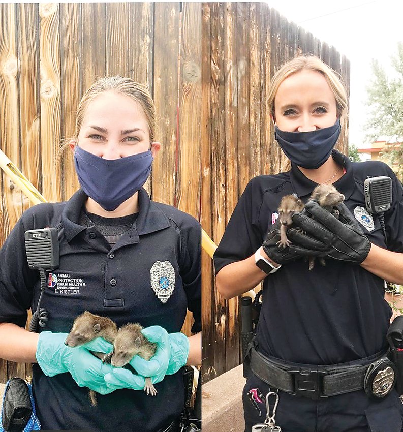 Denver Animal Protection Officer Elizabeth Kistler, left, and Officer Jasmine Salter handle baby raccoons with proper PPE. The officers were responding to a call reporting that the mother raccoon had died. In these situations, Denver Animal Protection contacts wildlife rehabilitation to take care of the young until they are old enough to be released.