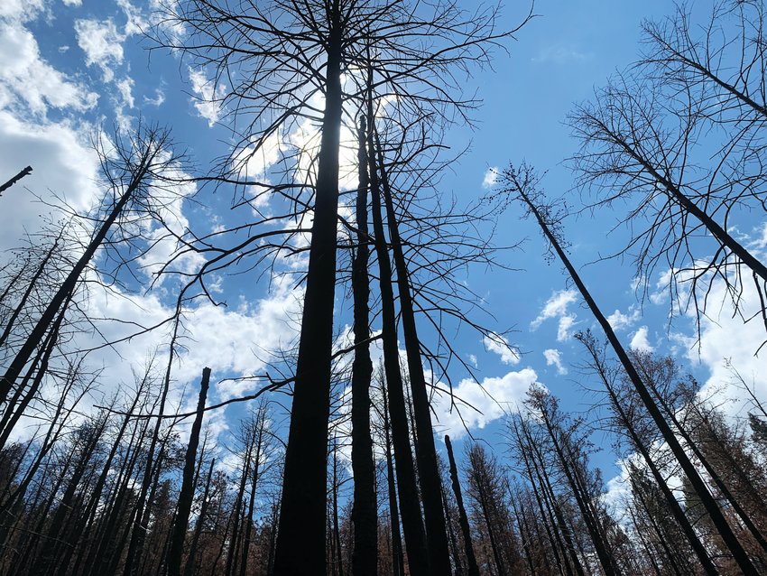 A year later, the Elephant Butte burn scar near Evergreen includes many blackened lodgepole pines that still stand tall as skeletal reminders of the forest as it once was.