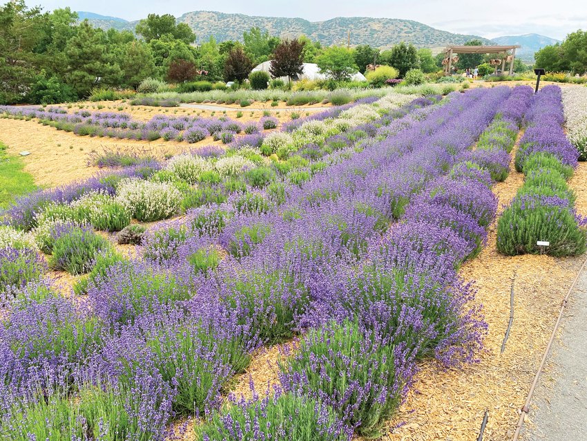 The Lavender Garden at the Denver Botanic Gardens’ Chatfield Farms site.