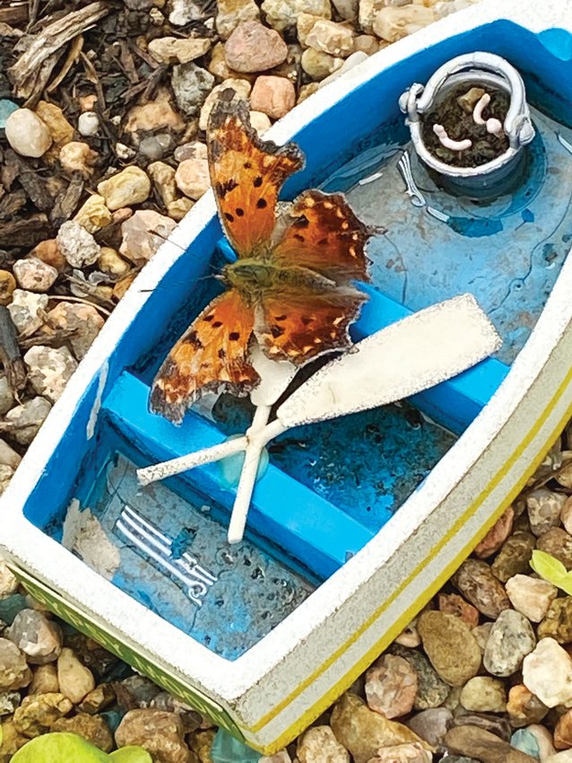 A butterfly takes a ride in a toy boat in the Butterfly House at the Denver Botanic Gardens' Chatfield Farms.