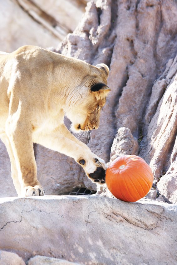 A lion plays with a pumpkin at the Denver Zoo. The zoo’s new event called Wild Fall will offer all the family fun as the former Boo at the Zoo, but has a stronger focus on education and connecting people to wildlife.