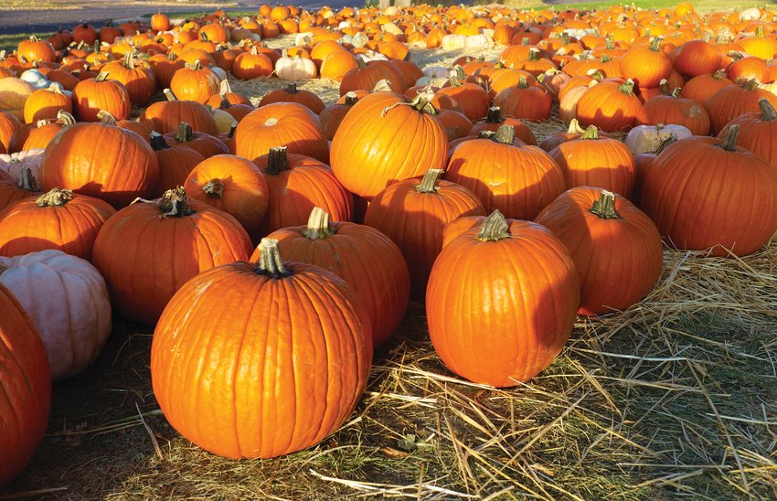 Pumpkins waiting to make someone's Halloween special.