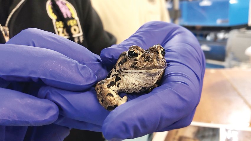 The Denver Zoo and Colorado Parks and Wildlife have teamed up to help save the state’s population of the boreal toad, which is a state-listed endangered species.