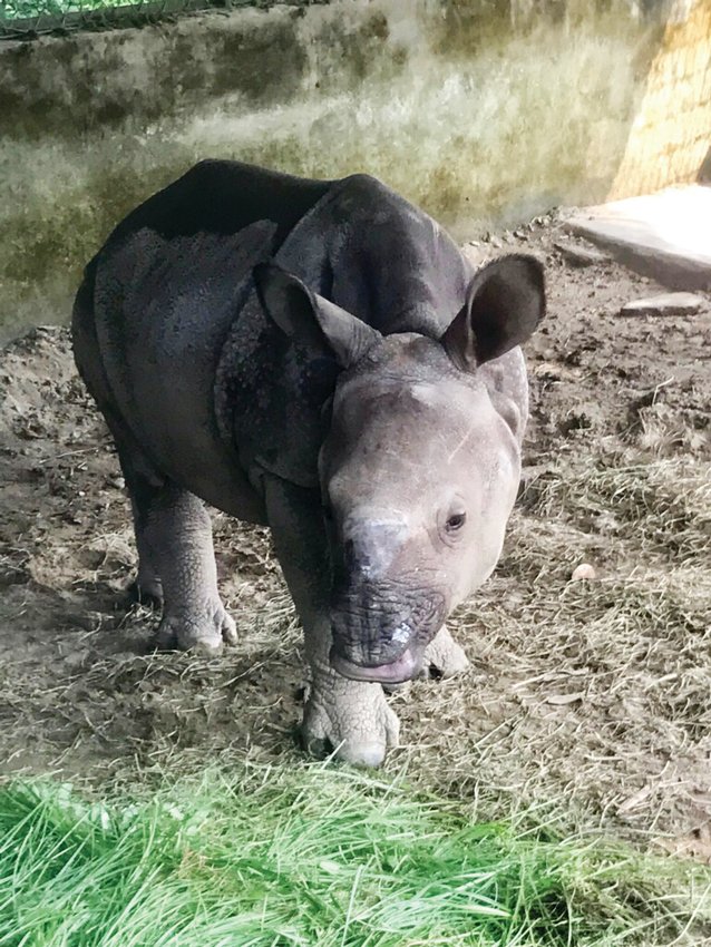On a 2017 trip to Nepal with the Katie Adamson Conservation Fund (KACF), Congress Park resident Heather Schwartz was able to experience the impact of efforts to save wildlife through meeting this 8-month old rhino that was rescued by The National Trust for Nature Conservation.