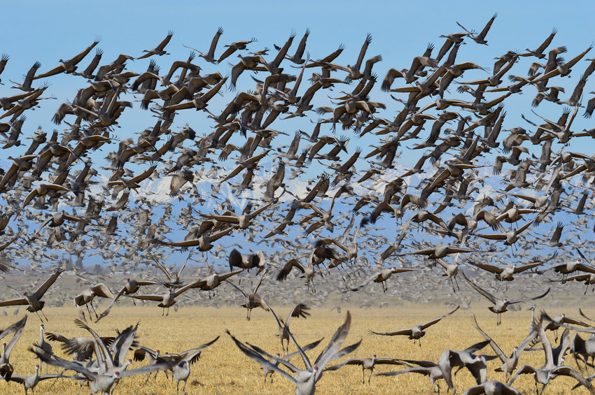 Sandhill cranes fill the sky at Monte Vista National Wildlife Refuge in Colorado’s San Luis Valley.