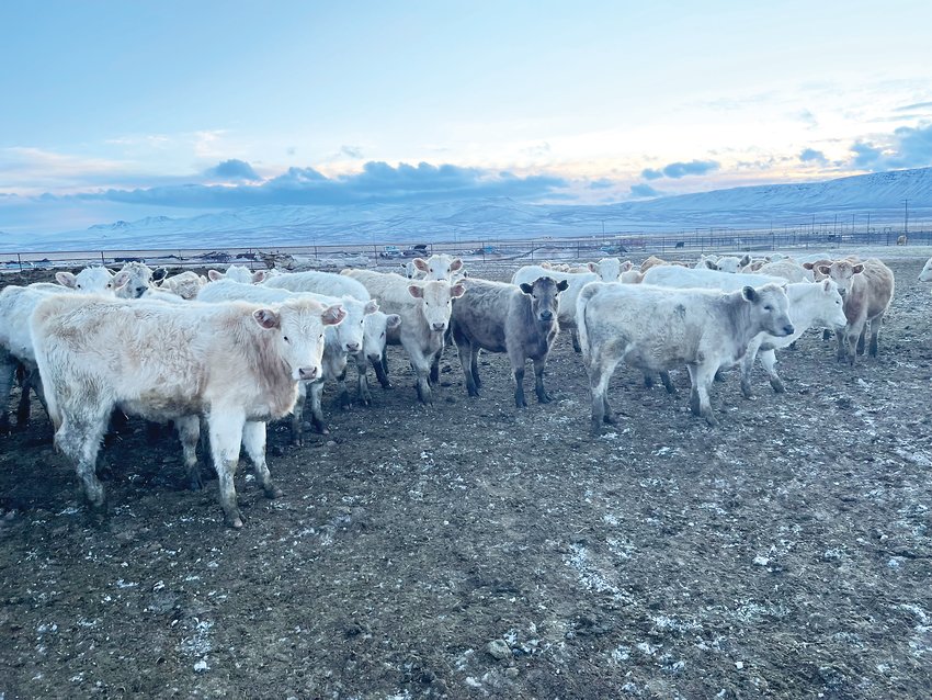 Knott Creek Ranch cattle in Denio, Nevada, before they’re sent to a May family feedlot in Stratton, Colorado.