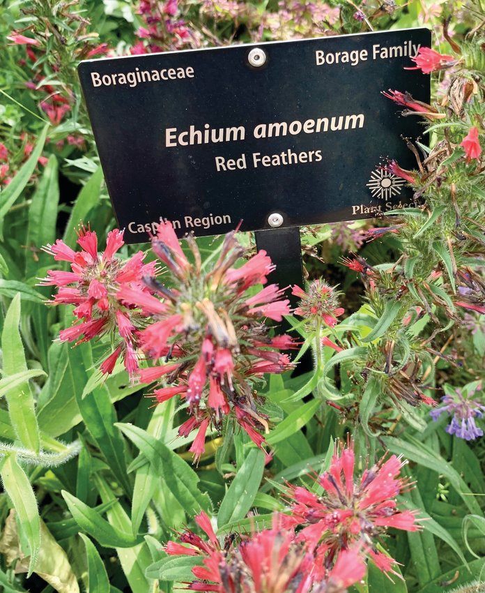 Alien plants like echium amoenum, or red feathers, will flourish in the Plethodon Sculpture Garden. They are considered alien because the majority of the species for the garden aren’t native to our Denver landscape.
