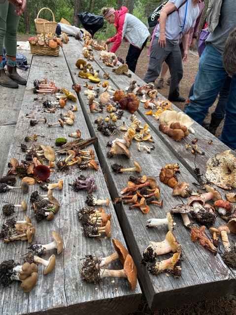 Foragers lay out their bounty on a picnic table for identification of the dozens of species found in Clear Creek County’s Mount Evans area.