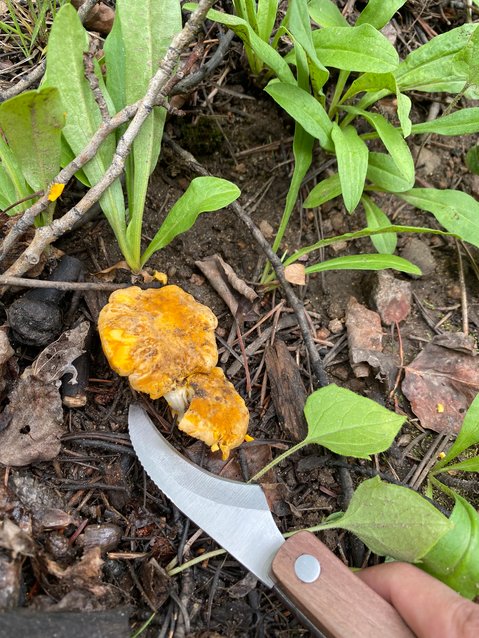 One of Colorado’s prize edible species of wild mushroom is the chanterelle. One of its more distinctive characteristics is its apricot odor.