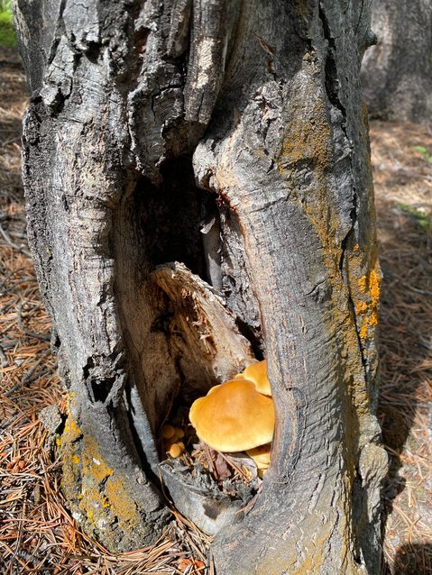 A flush of flammulina species grows inside a tree trunk on the West Chicago Creek trail in Clear Creek County.