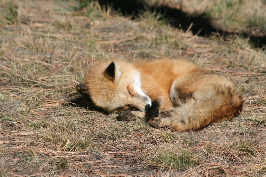 A red fox sits in the grass in Morrison in Oct. 2021.
