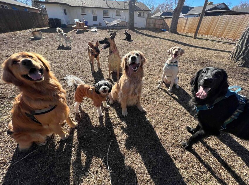 A doggie play group poses in Elle Ritt’s Lakewood yard, which she rents to other dog owners through a website and app called SniffSpot. Ritt said sharing her yard benefits everyone involved.