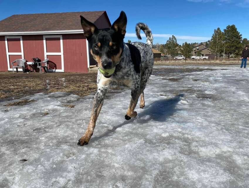 Bailey, an Australian Cattle Dog, runs around Mike Rieber’s pasture in Parker. Rieber joined SniffSpot to provide a service to dog owners who don’t have yards or want to avoid dog parks.