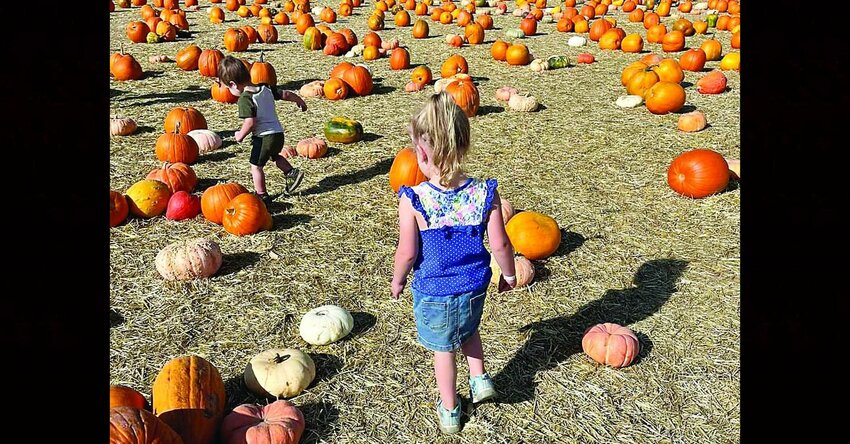 Children explore a field of pumpkins at The Patch.